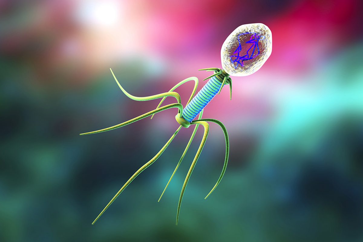 Bacteriófagos: uma alternativa aos antibióticos?