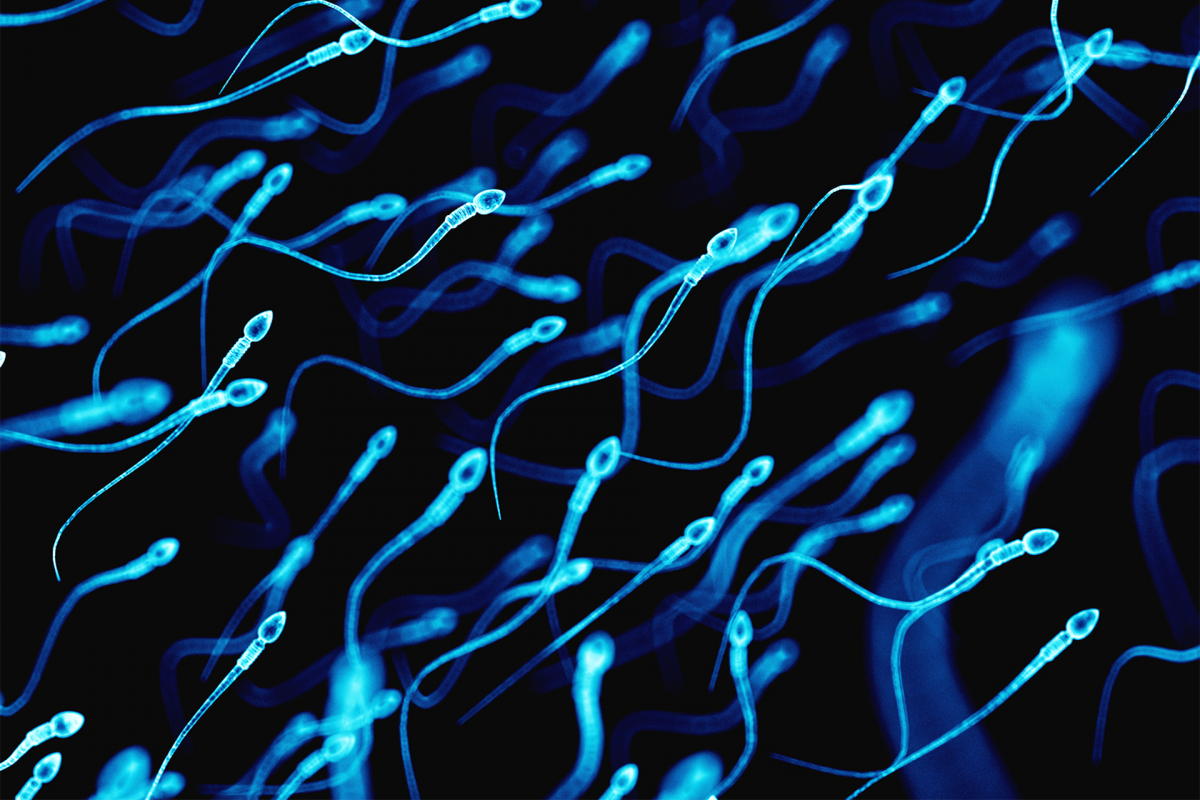 Descoberta proteína que torna cromossomas compatíveis após a fertilização