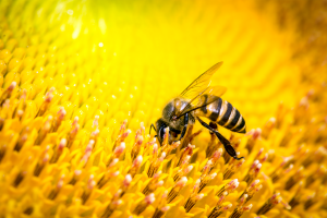 Se a abelha se extinguisse o Homem teria apenas mais 4 anos de vida