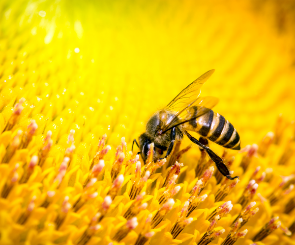 Se a abelha se extinguisse o Homem teria apenas mais 4 anos de vida
